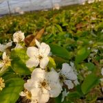 梨の花