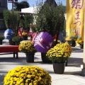 【10月25日から開催！】笠間の菊まつりで感じる秋の彩りと伝統