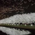 【2026】笠間・大池公園の夜桜ライトアップ点灯式レポ｜まだつぼみ、見頃は？