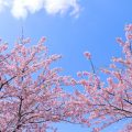 笠間市の桜の名所まとめ【2026年版】見頃・おすすめスポット完全ガイド